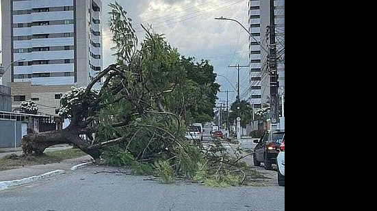 Árvore caiu e bloqueou uma rua na Serraria | Cortesia