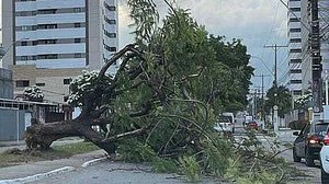 Árvore caiu e bloqueou uma rua na Serraria | Cortesia