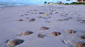 Animais foram encontrados na praia do Sobral | Cortesia / Biota