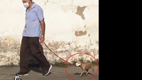 Imagem Cãozinho com máscara passeando com dono viraliza e encanta internautas em Arapiraca