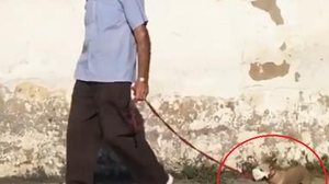 Imagem Cãozinho com máscara passeando com dono viraliza e encanta internautas em Arapiraca