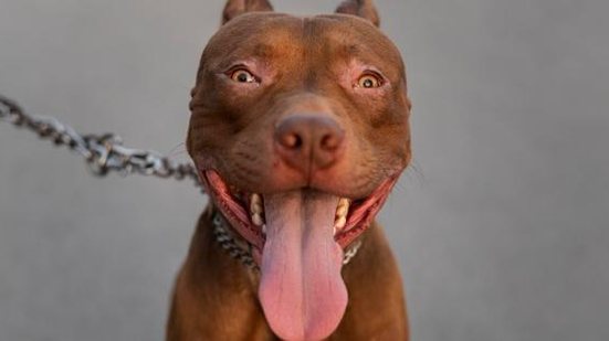 Animal da raça pitbull vizinha sozinho num imóvel e o dono foi preso suspeito de maus-tratos | Foto: Freepik