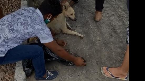 Cadela ainda recebeu cuidados veterinários, mas não resistiu aos ferimentos e morreu | Foto: Reprodução