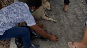 Cadela ainda recebeu cuidados veterinários, mas não resistiu aos ferimentos e morreu | Foto: Reprodução