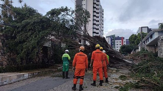 Imagem Árvore cai durante chuva e interdita rua no Farol