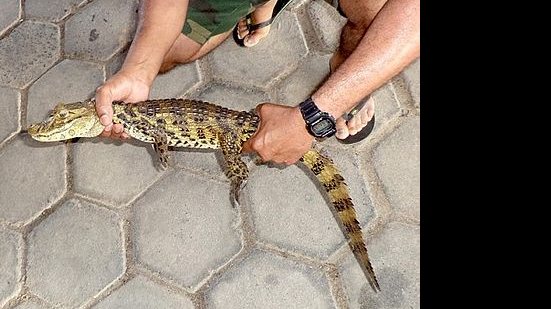 Imagem Jacaré é capturado em garagem de posto de combustíveis em União dos Palmares