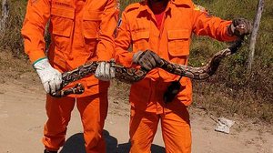 Corpo de Bombeiros captura cobra em residência, em São José da Laje | Divulgação / CBM AL