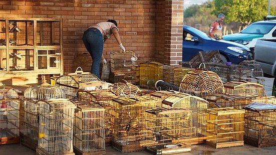 Os animais resgatados que estão aptos para serem soltos ficam de dois a três dias na espera da sua soltura caso não apresentem nenhuma deformidade durante este período. | Foto: Cortesia / Ascom FPI