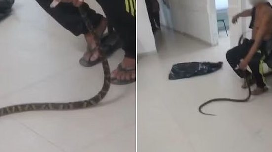 Homem é mordido por jararaca e leva cobra com ele para UPA | Reprodução