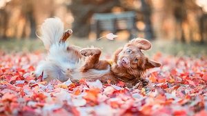 'Minha cara quando o 'crush' diz oi', finalista do Comedy Pet Photo Awards | Kerstin Leichtenmüller / Comedy Pets