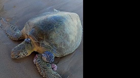 Imagem Vídeo: tartaruga marinha é encontrada por banhista em Praia de Pajuçara