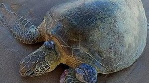 Imagem Vídeo: tartaruga marinha é encontrada por banhista em Praia de Pajuçara