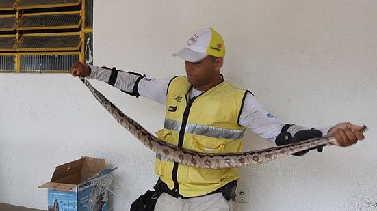 Cobra tem 1,5 metro de comprimento e foi resgatada pelo Ronda no Bairro | Ronda no Bairro