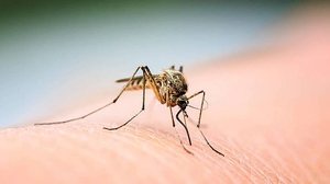 Aedes aegypti, mosquito transmissor da dengue, zika, chikungunya e febre amarela | nataba/Adobe Stock