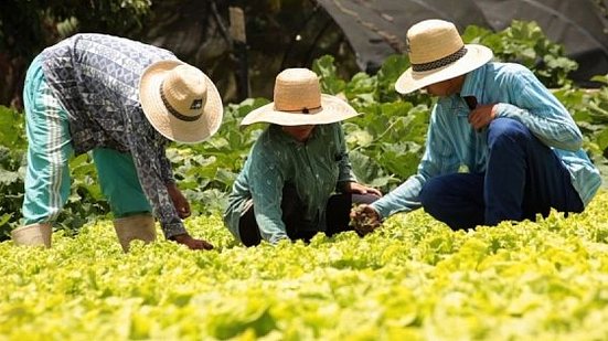 Agropecuária alagoana apresentou, em 2017, um crescimento real de 24,70% em relação ao ano anterior | Agência Alagoas