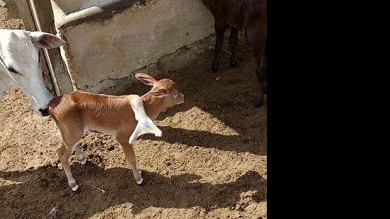 Imagem Bezerro nasce com cinco patas em fazenda no interior de Alagoas; veja vídeo