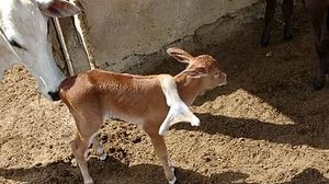 Imagem Bezerro nasce com cinco patas em fazenda no interior de Alagoas; veja vídeo