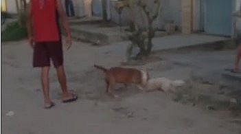 Imagem Polícia tenta identificar tutor de pitbull que matou poodle no meio da rua, em Maceió