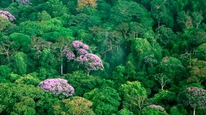 Ilha panamenha de Barro Colorado. Países como o Panamá, na América Central, têm florestas tropicais cujas plantas estão sob risco de extinção. | Christian Ziegler/Wikimedia Commons