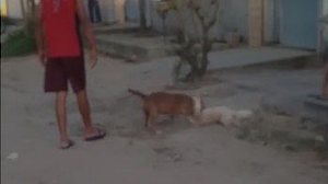 Imagem Vídeo: cão da raça pitbull ataca e mata poodle no bairro Forene