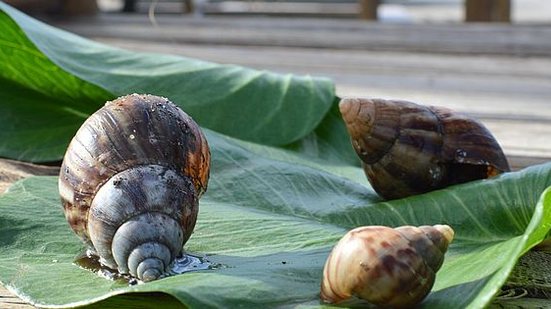 O caramujo africano, cujo nome científico é Achatina fulica, pode ser infectado por parasitas e vir a transmitir algumas doenças | Carla Cleto / Ascom Sesau