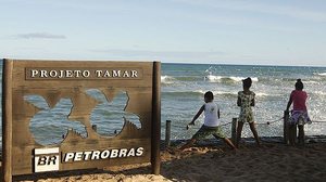 Imagem Tamar comemora 40 anos com 40 milhões de tartarugas soltas