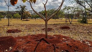 Foto: Reprodução/Agência Brasil