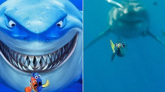 A cena do filme mostra os personagens, Marlin e Dory, que tentam escapar do perigoso predador Bruce | Reprodução / Instagram @dus10photos