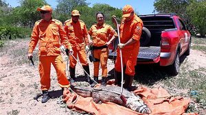 Divulgação Bombeiros