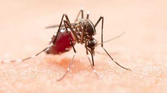 Em 2023, até dezembro, houve aumento de 17,5% no número de casos prováveis de dengue em comparação com o mesmo período de 2022 em todo Brasil. | Foto: Freepik