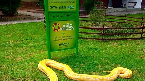 Píton agora vai viver no Parque Arruda Câmara, o Parque da Bica, na Paraíba | Arquivo pessoal