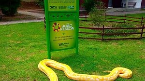 Píton agora vai viver no Parque Arruda Câmara, o Parque da Bica, na Paraíba | Arquivo pessoal