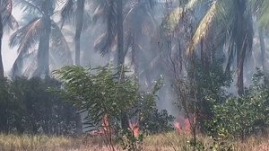 Imagem Incêndio destrói região de mangue e coqueiros em Marechal Deodoro