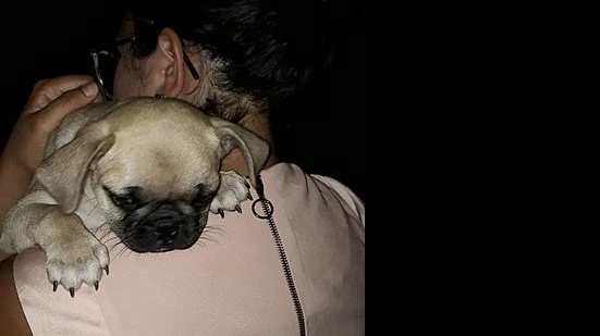 Imagem Filhote de pug que havia sido levado de residência é encontrado em Maceió