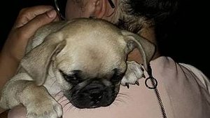 Imagem Filhote de pug que havia sido levado de residência é encontrado em Maceió