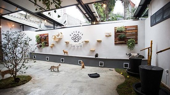 Imagem Nos cat cafés, clientes pagam por minuto para brincar com gatos