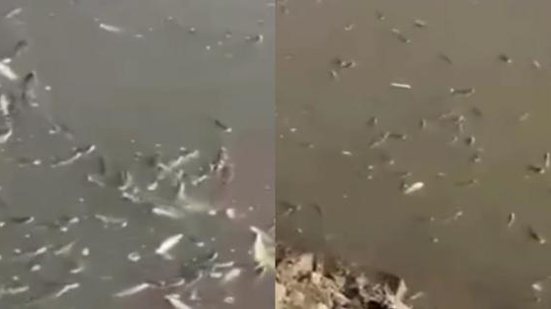 Milhares de peixes mortos no Rio Santo Antonio | Foto: Reprodução