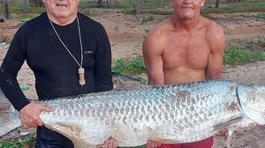 Imagem Pescadores capturam peixe com mais de 50 kg e dois metros de comprimento, na Praia do Gunga