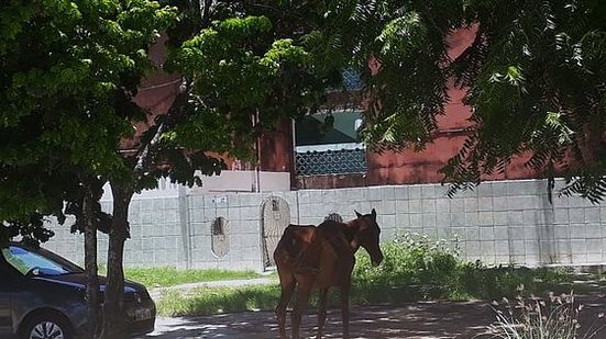 Imagem Veterinários orientam moradores sobre retirada de animais durante simulado no Pinheiro