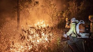 Pesquisadora alerta para situação crítica em três biomas | Foto: Mayangdi Izaugarat / Agência Brasil