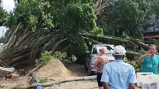 A árvore de grande porte tombou e caiu por cima de um veículo e de um depósito de material de construção | Cortesia ao TNH1