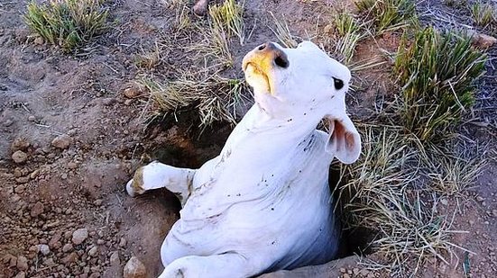 Animal foi retirado de buraco pelos bombeiros | Cortesia ao TNH1 / CBM