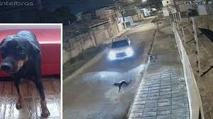 Cachorrinho foi identificado como Bilu e se recuperou com a ajuda de uma mulher | Reprodução / Arquivo pessoal