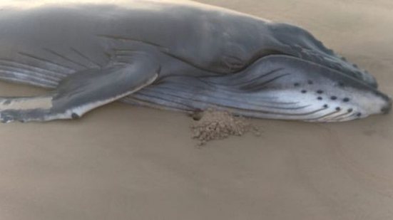 Imagem Baleia jubarte é encontrada morta no Pontal do Peba, Litoral Sul de Alagoas