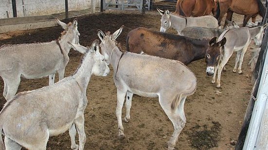 Animais de grande porte recolhidos nas ruas Arapiraca | Foto: Secom Arapiraca