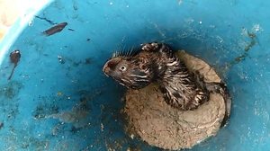 Imagem Vídeo: filhote de lontra é capturado em marina da Lagoa Mundaú