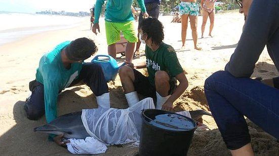 Golfinho encalha na praia de Cruz das Almas e é resgatado pelo Biota | Biota