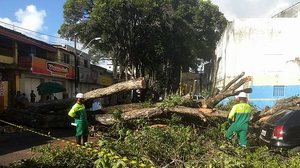 Galhos foram cortados, mas interdição é mantida | Cortesia / Bruno Protásio