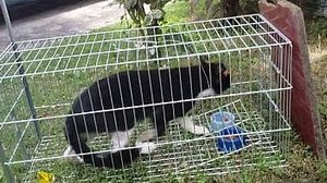 Imagem OAB vai investigar captura de animais domésticos em condomínio de Rio Largo