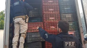 Imagem Polícia apreende carga de cigarros contrabandeados avaliada em R$ 450 mil no Ceará